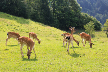 New Forest wild deer near Dolomites, Italy.