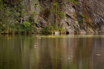 Red-necked grebe (Podiceps grisegena) swimming across a pond