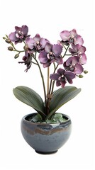 	
Orchid on a white background	
