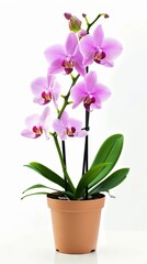 Naklejka premium Orchid on a white background 
