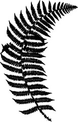 Hand drawn silhouette Ferns from awstudios collection.
