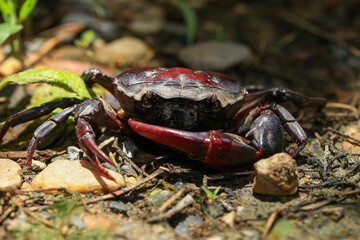 red rock crab on the ground, close-up of a crab