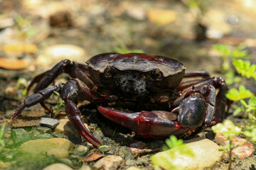 red rock crab on the ground, close-up of a crab