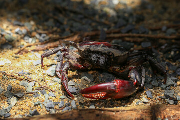red rock crab on the ground, close-up of a crab
