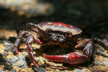 red rock crab on the ground, close-up of a crab