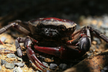 red rock crab on the ground, close-up of a crab