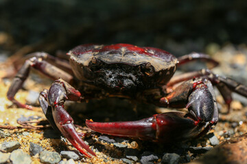 red rock crab on the ground, close-up of a crab