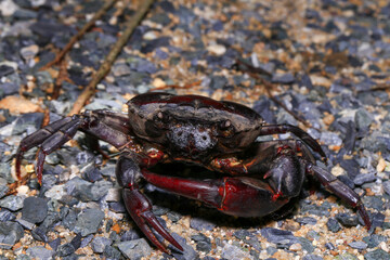 red rock crab on the ground, close-up of a crab