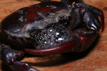 red rock crab on the ground, close-up of a crab