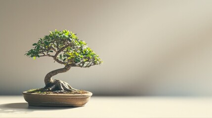 A bonsai tree, meticulously pruned and shaped into a miniature masterpiece, symbolizing harmony and...