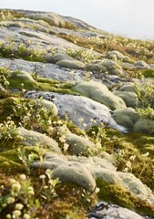 Obraz premium Closeup of Mossy Rocks and White Flowers in a Sunny Landscape