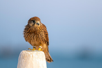 American Kestrel Bird. Falcon in dhow festival