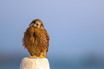 American Kestrel Bird. Falcon in dhow festival
