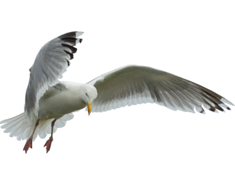 Eine Silbewöwe im Flug. Möwe beim Lnadeanflug.