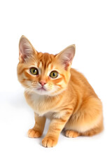 Obraz premium A cute orange tabby kitten with large green eyes, sitting against a white background. The kitten has a fluffy coat with distinctive stripes and a curious expression.
