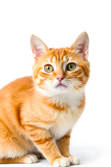 Obraz premium A cute orange tabby kitten with large green eyes, sitting against a white background. The kitten has a fluffy coat with distinctive stripes and a curious expression.