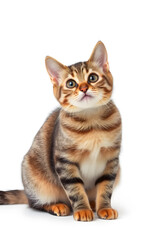 Obraz premium A close-up portrait of a curious tabby cat with large green eyes and a fluffy coat. The cat is sitting upright against a white background, showcasing its distinct stripes and chest.
