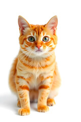 Fototapeta premium A cute orange tabby kitten with large green eyes, sitting against a white background. The kitten has a fluffy coat with distinctive stripes and a curious expression.