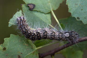 Haarige Raupe der Großkopf-Rindeneule - Acronicta megacephala