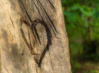 A heart shape carved into a tree in the soft evening sunlight