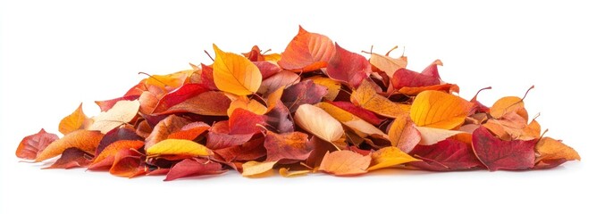 Pile of Autumn Leaves Isolated on White Background