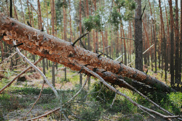 a large forest with pine and birch trees where was a storm and some trees were damaged and broken