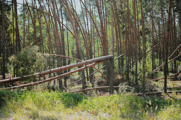 a large forest with pine and birch trees where was a storm and some trees were damaged and broken