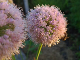 Vibrant Blooming Alliums: A Spherical Display in the Garden
