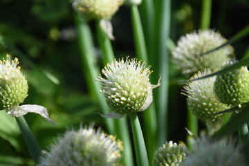 Vibrant Blooming Alliums: A Spherical Display in the Garden
