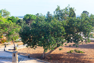 Tranquil park setting showcasing a tree with a bench positioned in its shade. The tree is surrounded by a dirt area. There is a bench in the park