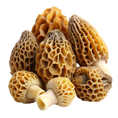 Morel mushroom Morchella