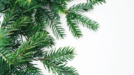 Obraz premium Green Pine Branches on White Background