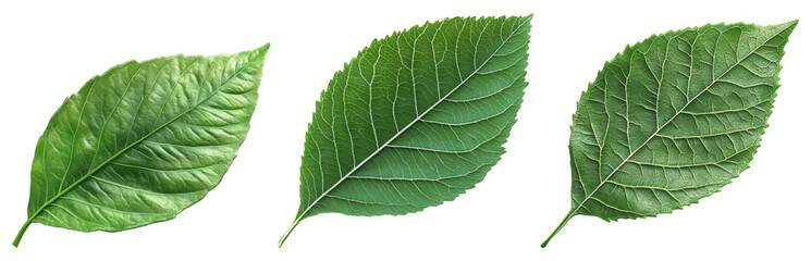 Green leaf set isolated on transparent background