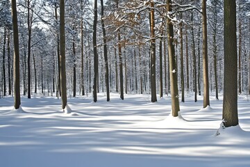 Fototapeta premium Snow Covered Pine Forest in Winter