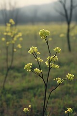 Obraz premium A Single Branch of Flowers in a Field