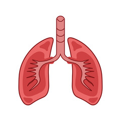 Lung illustration