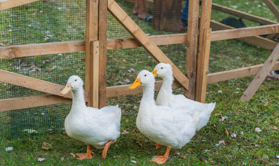 White house ducks walk around the yard