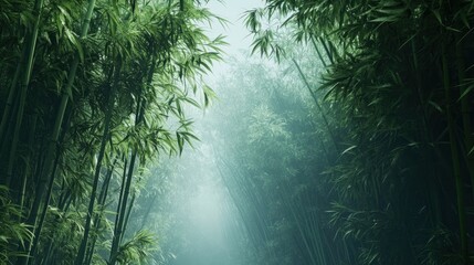 Obraz premium Bamboo forest in mist,Natural background , ai