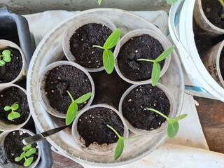 New Beginnings in the Garden
