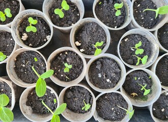 New Beginnings in the Garden
