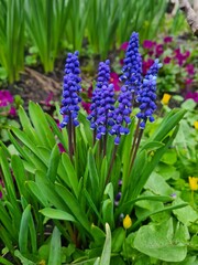 Blooming Blue Muscari: A Delicate Springtime Garden Display
