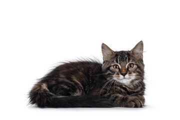 Cute black tabby longhair no breed house cat kitten, laying down side ways. Looking straight to camera with yellow eyes. Isolated on a white background.
