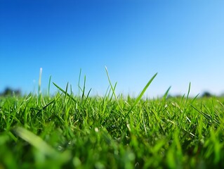 Fototapeta premium Lush Green Grass Meadow Under Clear Blue Sky with Calming Atmosphere