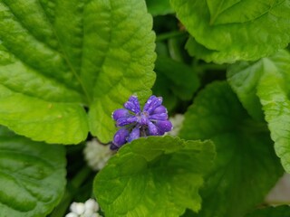 Blooming Blue Muscari: A Delicate Springtime Garden Display
