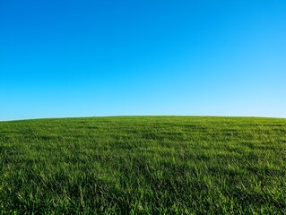 Fototapeta premium Expansive Green Meadow Under Bright Blue Cloudless Sky
