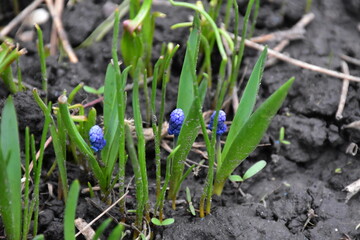 Blooming Blue Muscari: A Delicate Springtime Garden Display
