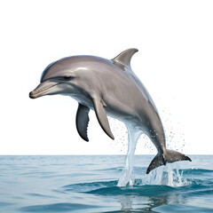 Fototapeta premium playful dolphin leaping out of the water, isolated on white background
