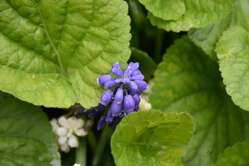 Blooming Blue Muscari: A Delicate Springtime Garden Display
