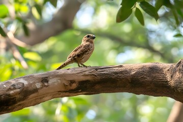 Bird Perched on Branch in Green Forest