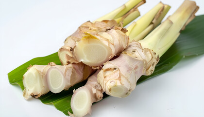 close up a galangal, greater galangal (alpinia galanga) leaves isolate on a white background